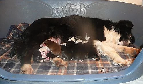 Border collie -štěnata