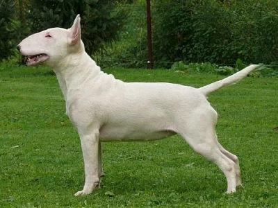 Bulterier – Bullterier 
