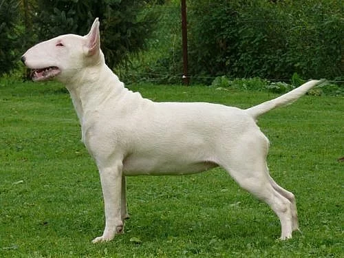 Bulterier – Bullterier 