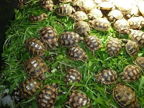 Suchozemské želvy zelenavé, vroubené, žlutohnědé
