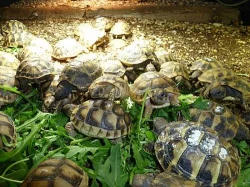 Suchozemské želvy zelenavé, vroubené, žlutohnědé