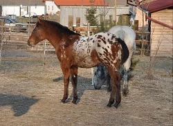 Appalooosa  - hřebečka prodám