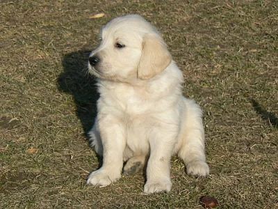 Zlatý retrívr /golden retriever s PP/ štěňata
