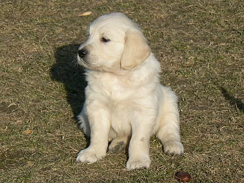 Zlatý retrívr /golden retriever s PP/ štěňata