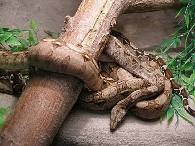 Hroznýš královský B.c.i.Mexiko