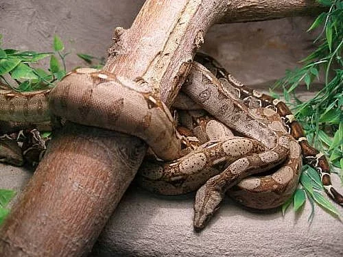 Hroznýš královský B.c.i.Mexiko