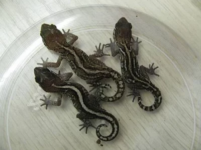 Paroedura pictus 3.0