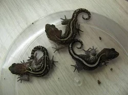 Paroedura pictus 3.0