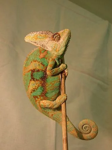 KOUPÍM agamy vousatá,chameleony jemenský- a jiné