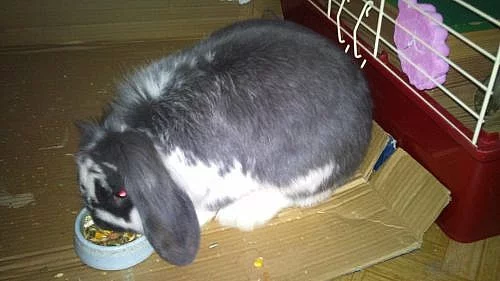 Daruji králika lví hlava