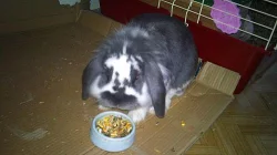 Daruji králika lví hlava