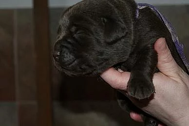 Labradorský retrívr-čokoládová štěnátka s PP