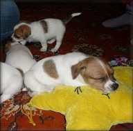 Jack russell terier