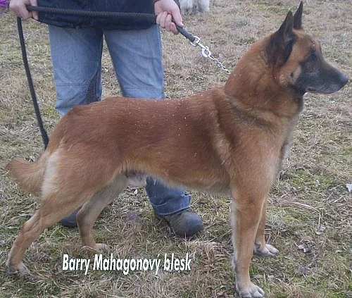 Belgický ovčák