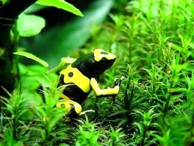 Dendrobates