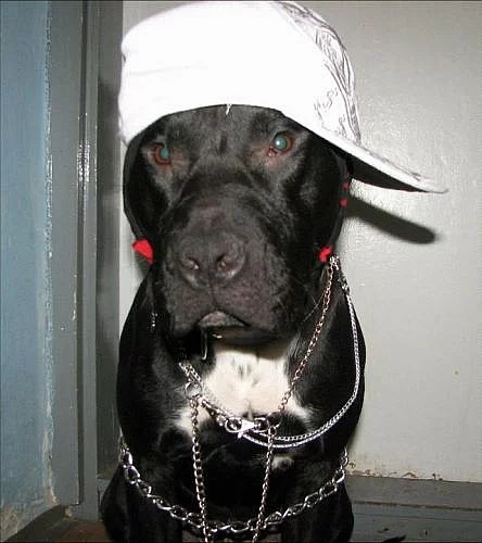Am. Pitbull darování
