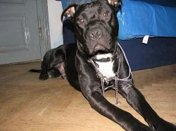 Am. Pitbull darování