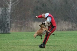 Belgický ovčák Malinois