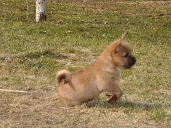 Norwich terrier s pp