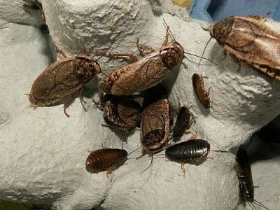Krmní švábi Nauphoeta cinerea