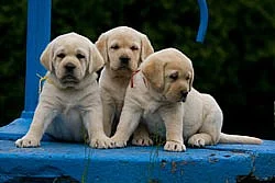 Labradorský retriever - štěňata