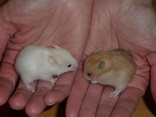 Křeček syrský s PP - Ostrava, Orlová a okolí