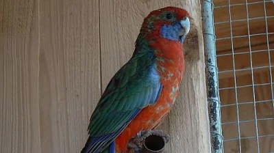 ROSELA PENNANT
