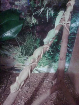 CHAMELEON JEMENSKÝ