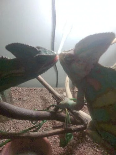CHAMELEON JEMENSKÝ