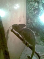 CHAMELEON JEMENSKÝ