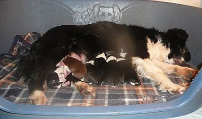 Border collie -štěnata