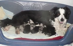Border collie -štěnata