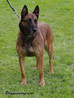 Belgický ovčák Malinois