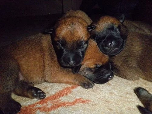 Belgický ovčák Malinois