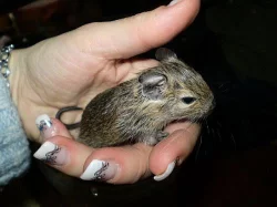 Osmák degu
