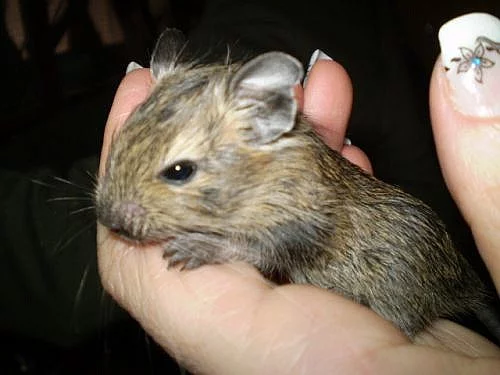 Osmák degu