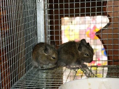 Osmák degu