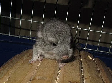 činčila mláďátko