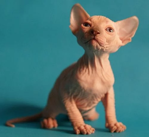 Kanadský Sphynx - Luxusni kotata s PP