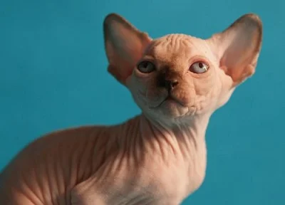 Kanadský Sphynx - Luxusni kotata s PP
