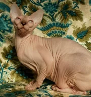 Kanadský Sphynx - Luxusni kotata s PP