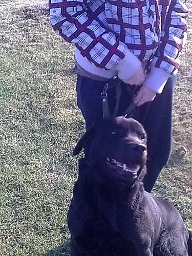 Daruji fenku labradorského retrívra