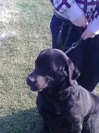 Daruji fenku labradorského retrívra