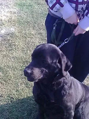 Daruji fenku labradorského retrívra
