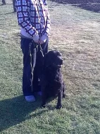Daruji fenku labradorského retrívra