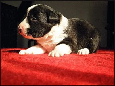 Border collie -štěnata