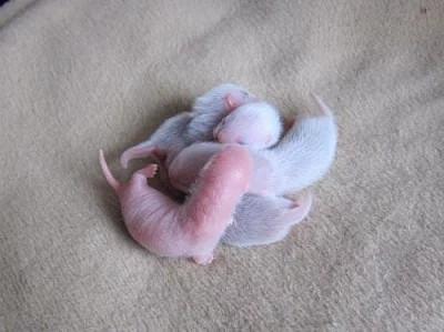 Přijímám záznamy na mláďata fretky