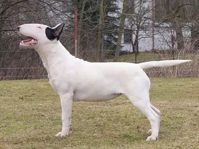 Bulterier – Bullterier 
