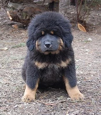 Tibetská doga 
