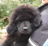 Tibetská doga 